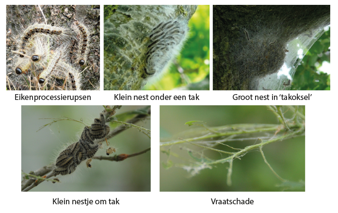 Eikenprocessierups Wat Nu Gemeente Ooststellingwerf